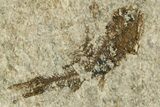 Oligocene Fossil Lanternfish (Eomyctophum) - Poland #374317-1